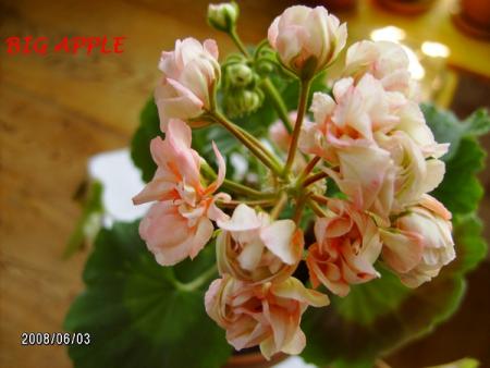 gallery_5074_2153_16094.jpg