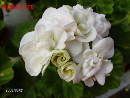 gallery_5074_2153_170088.jpg