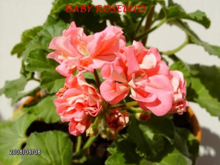 gallery_5074_2153_70555.jpg