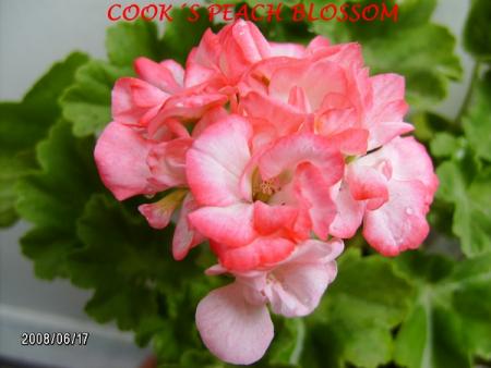 gallery_5074_2154_13287.jpg
