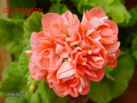 gallery_5074_2154_84809.jpg