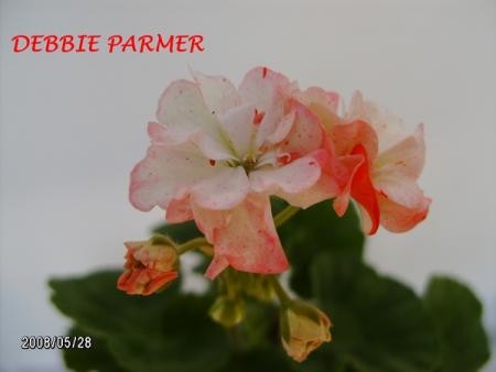 gallery_5074_2155_100550.jpg