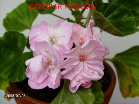 gallery_5074_2155_15745.jpg