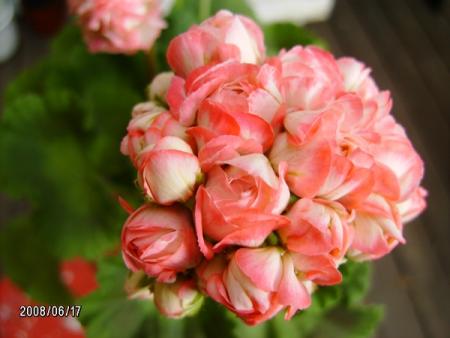 gallery_5074_2155_190651.jpg