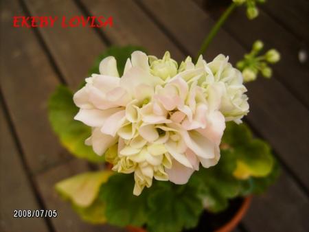 gallery_5074_2156_42319.jpg