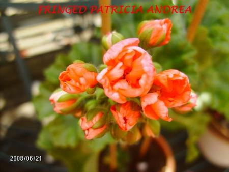 gallery_5074_2157_176872.jpg