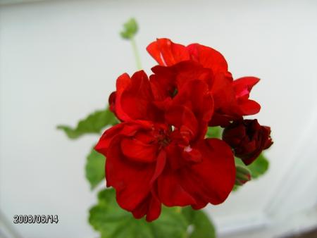 gallery_5074_2158_130049.jpg