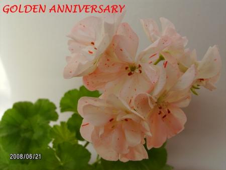 gallery_5074_2158_29309.jpg