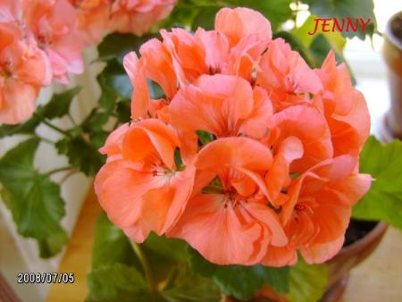 gallery_5074_2161_196217.jpg