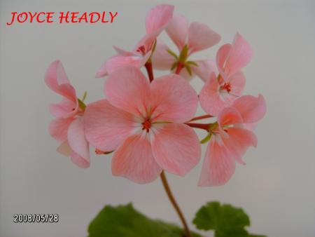 gallery_5074_2161_29484.jpg