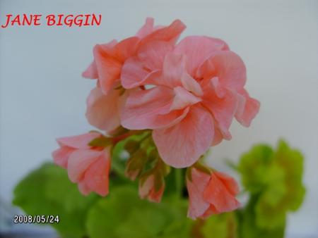 gallery_5074_2161_57220.jpg