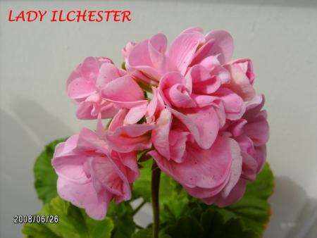 gallery_5074_2163_122870.jpg