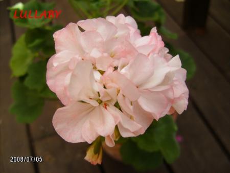 gallery_5074_2163_118655.jpg