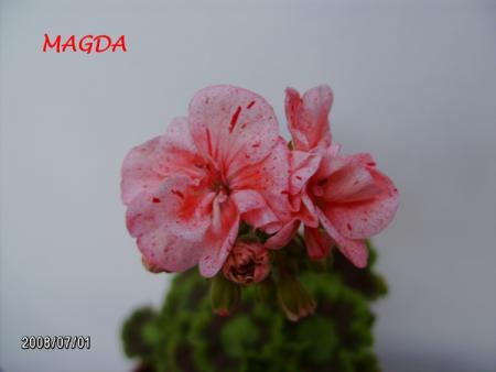 gallery_5074_2164_123907.jpg