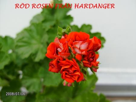 gallery_5074_2169_131749.jpg