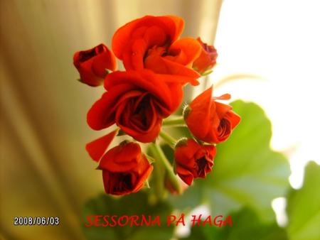 gallery_5074_2170_132733.jpg