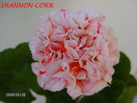 gallery_5074_2170_70075.jpg