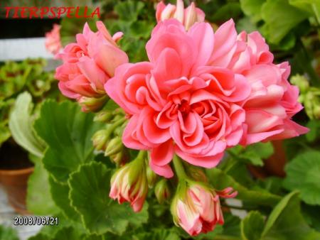 gallery_5074_2171_90330.jpg