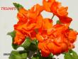 tn_gallery_5074_2171_8113.jpg