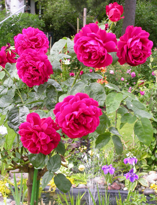 gallery_276_1247_24205.jpg