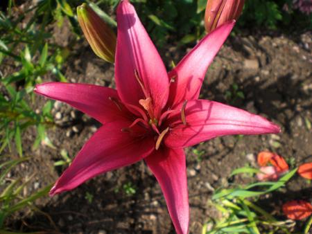 gallery_11521_2434_167038.jpg