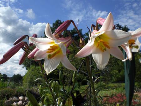 gallery_11521_2434_67406.jpg