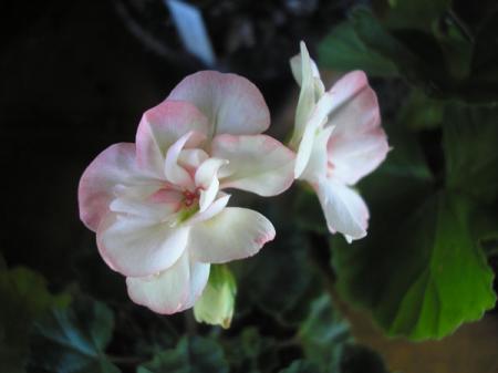 gallery_5783_2425_47629.jpg