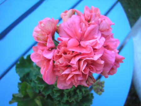 gallery_5783_2425_72206.jpg