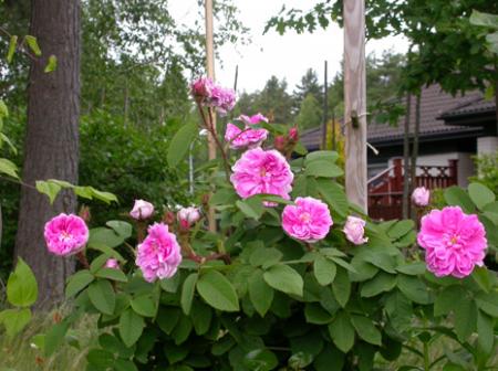 gallery_276_1643_48761.jpg