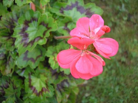 gallery_5783_2425_59432.jpg