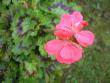 tn_gallery_5783_2425_59432.jpg