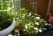 tn_gallery_6231_66_61719.jpg