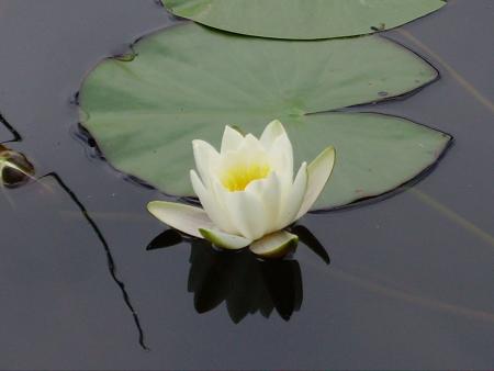 gallery_13447_1715_156490.jpg
