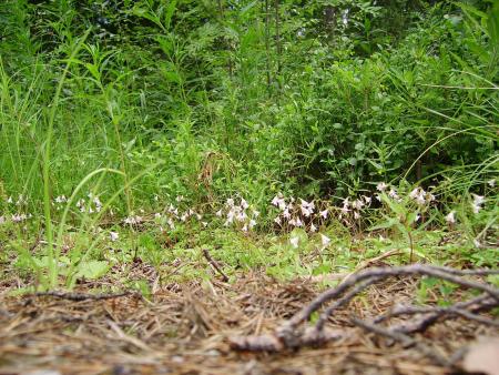 gallery_13447_1715_367255.jpg