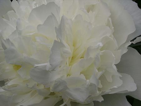 gallery_13447_1715_49589.jpg