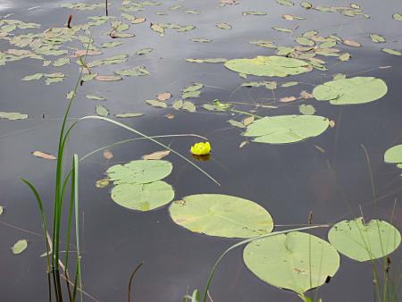 gallery_13447_1715_76853.jpg