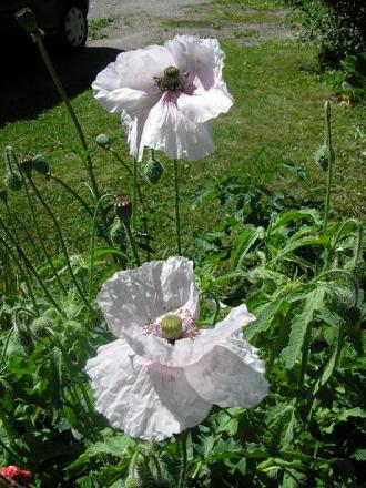 gallery_5006_1492_86447.jpg
