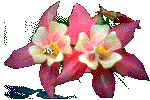 gallery_14149_2373_10673.gif