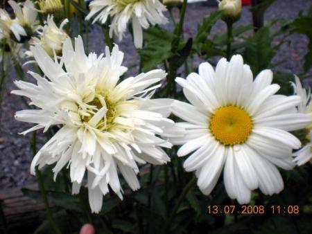 gallery_3363_677_112669.jpg