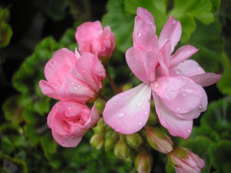 gallery_5783_2425_13829.jpg