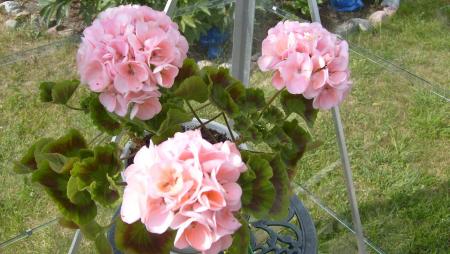 gallery_9134_894_98637.jpg