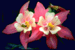 tn_gallery_14149_2373_10673.gif
