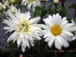 tn_gallery_3363_677_112669.jpg