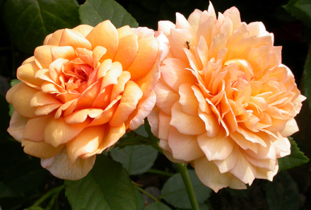 gallery_276_1247_45437.jpg