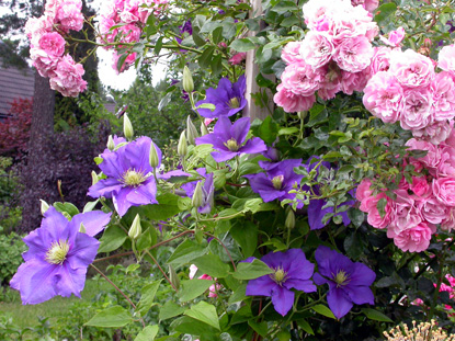 gallery_276_1250_103470.jpg