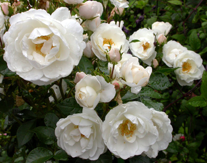 gallery_276_1644_43511.jpg