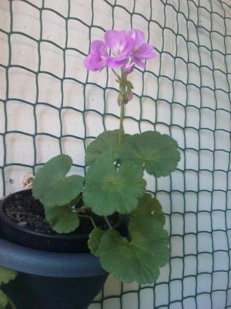 gallery_11375_2621_498626.jpg