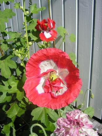 gallery_5006_1492_31652.jpg