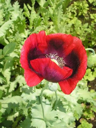 gallery_5006_1492_41165.jpg
