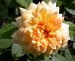 tn_gallery_276_1247_25128.jpg